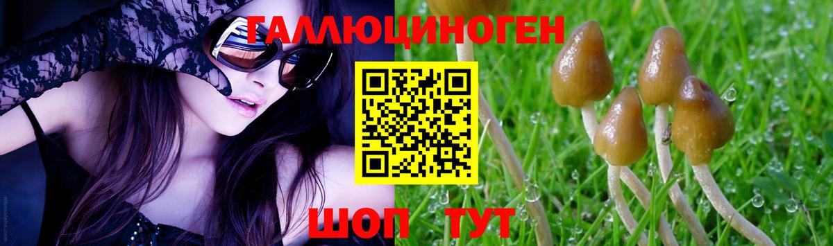 Галлюциногенные грибы Psilocybe Сафоново